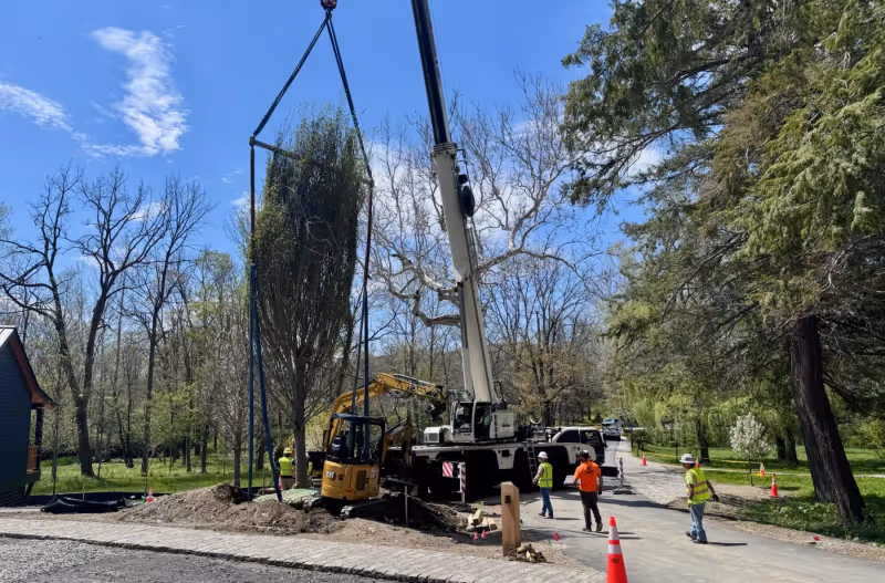 Crane-assisted mature-tree placement with equipment and crew on site.