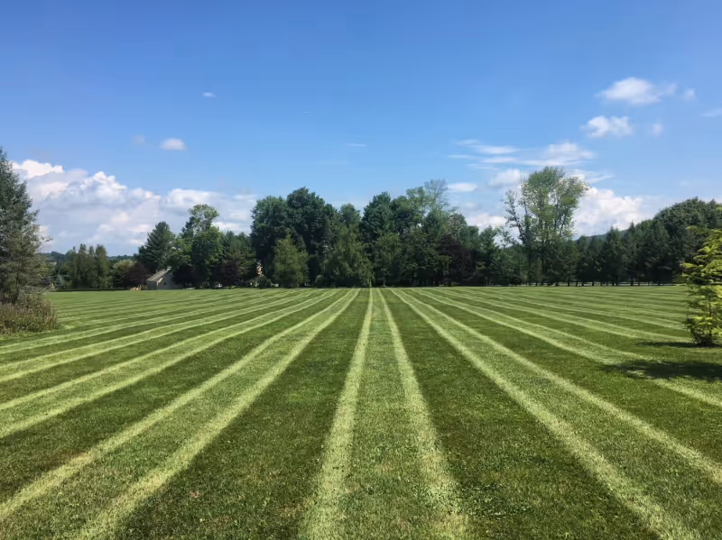 Maintained residential landscape with clean turf and planting edges.