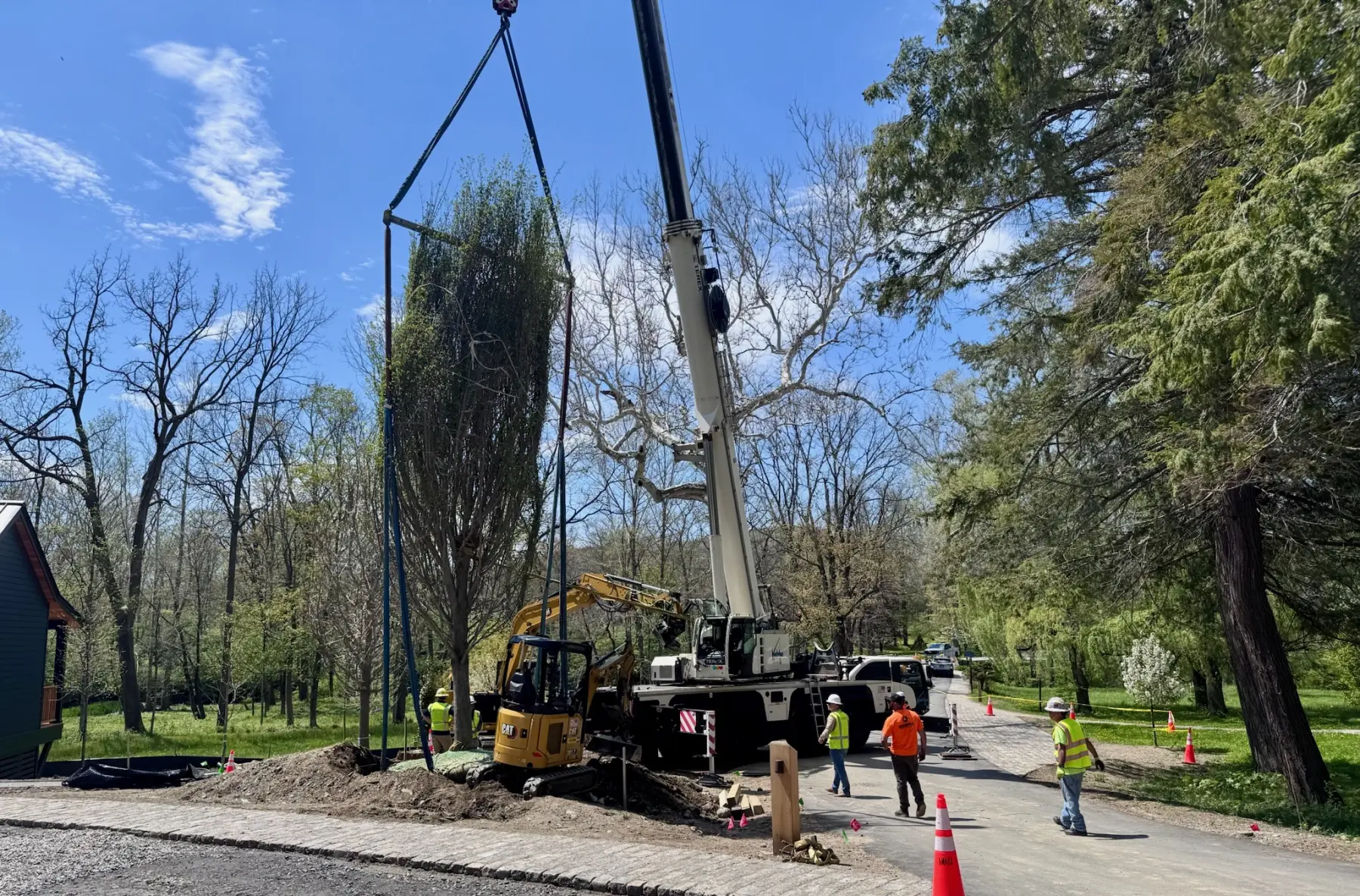 Crane-assisted specimen tree installation with flowering tree, suspended tree, and commercial jobsite context.