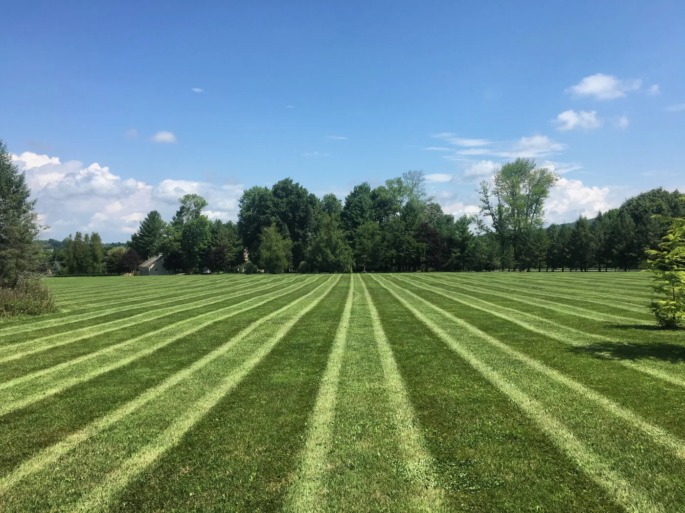 Maintained residential landscape with clean turf and planting edges.